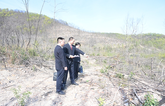 焦土之上，又见青山——京山：检察公益诉讼助推750亩失火林地“重生”